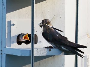 Wildlife at Cedar Lake Park