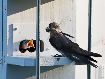 Wildlife at Cedar Lake Park